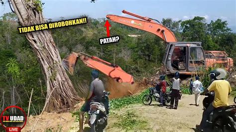 Detik Pohon Keramat Tak Bisa Ditebang Hingga Alat Berat Patah