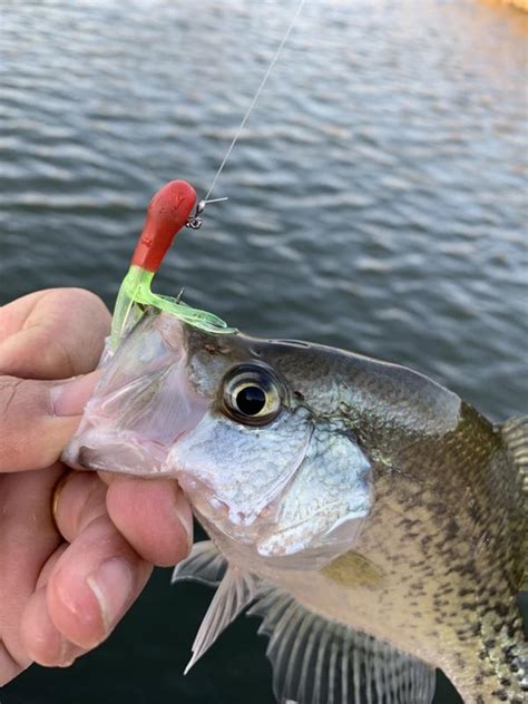 Crappies tube revisited.