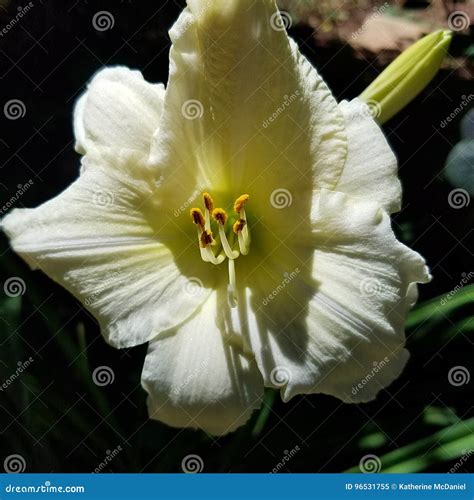 Butter Yellow Daylily Flower/ Plant Hemerocallis Stock Image - Image of daylily, summer: 96531755