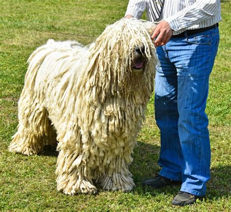 Komondor Dog Breed Profile