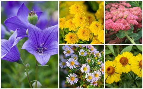 15 Beautiful Fall Blooming Perennials - Garden Lovers Club