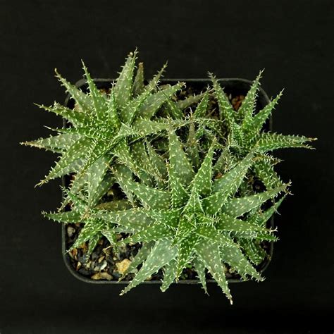 Aloe Descoingsii X Haworthioides India S Online Garden Store Buy