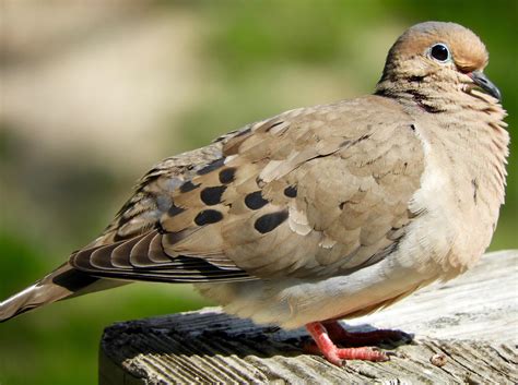 Its All About Purple Mourning Doves