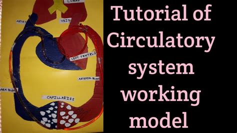 Circulatory System Model Project