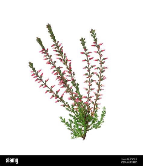 Tiny Flowering Branch Cut Out Stock Images And Pictures Alamy