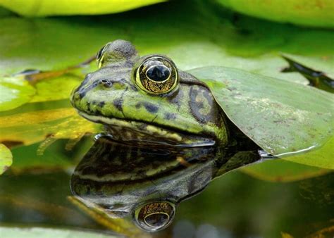 American Bullfrog Facts - CRITTERFACTS