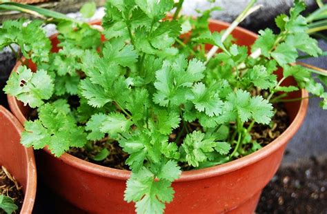 Porqué todos deberíamos estar cultivando cilantro en el jardín de casa