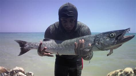 Big Barracuda Caught While On Solo Dive Adventure Youtube