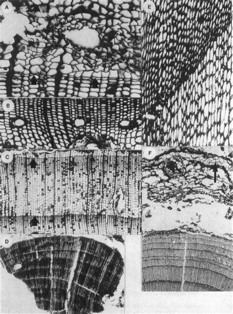 Gymnosperm Conifer Wood From Keatley Creek Canada A Cross Section