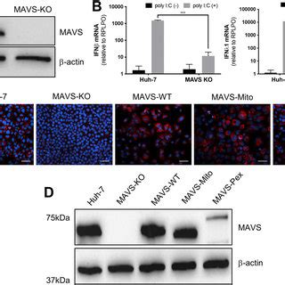 Generation Of Stable Cell Lines Expressing Mavs Targeted To Specific