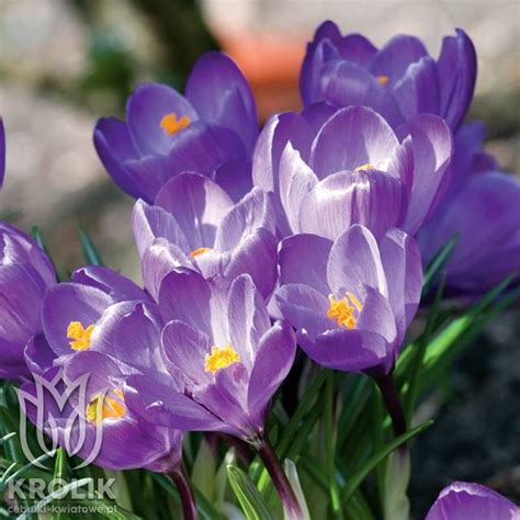 Krokus Wiosenny Flower Record Szt Kr Lik Sklep Internetowy I