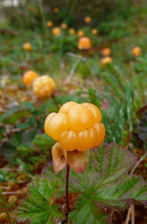 Norwegian Cloudberries Norway Food Norway Norwegian Food