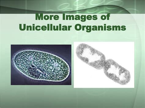 Ppt Types Of Organisms Powerpoint Presentation Free Download Id9647185