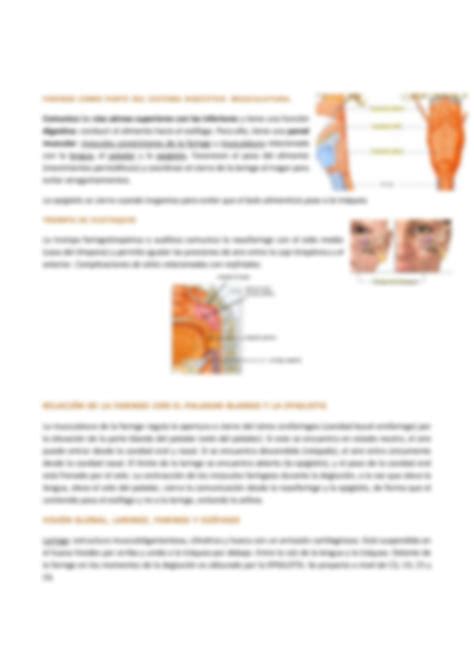 Solution Anatomia Sistema Respiratorio Studypool