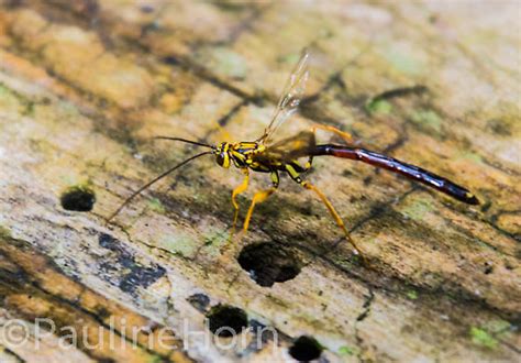 Wasp Megarhyssa Atrata BugGuide Net