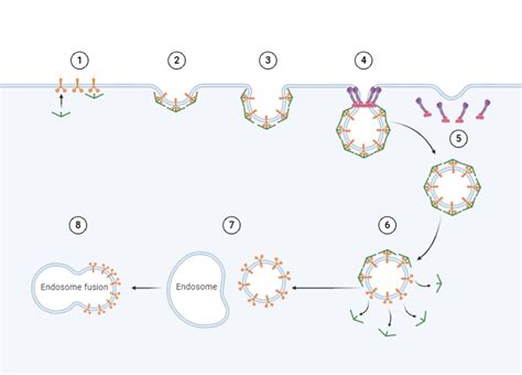 Clathrin Mediated Endocytosis Biorender Science Templates