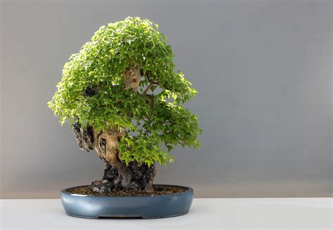 The Art Of Creating A Bonsai How To Create Bonsai Plant Nursery Nisarga