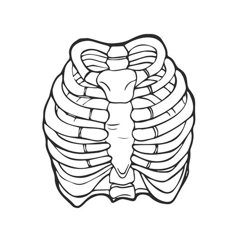 Doodle Illustration Of Human Rib Cage Line Art Style Boho Vector