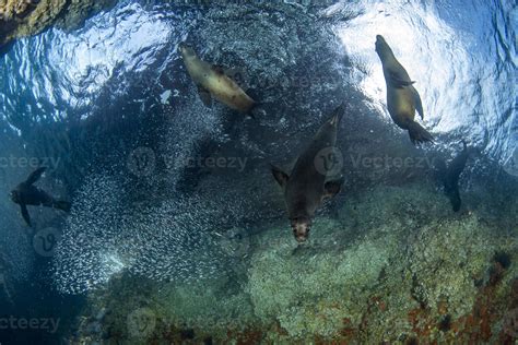 Puppy Sea Lion Underwater Hunting In Sardines Fish Ball 17307253 Stock