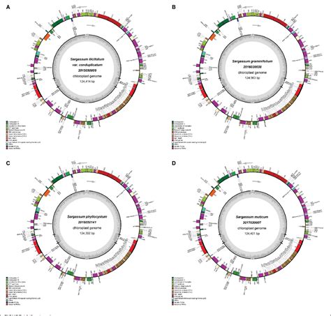 Figure 1 From The Complete Plastid Genomes Of Seven Sargassaceae