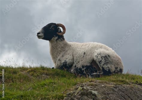 Sheep Sitting Down Stock Photo Adobe Stock