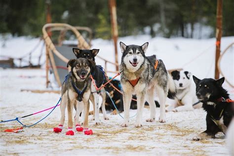 Husky And Reindeer Safari Combo Tour From Rovaniemi