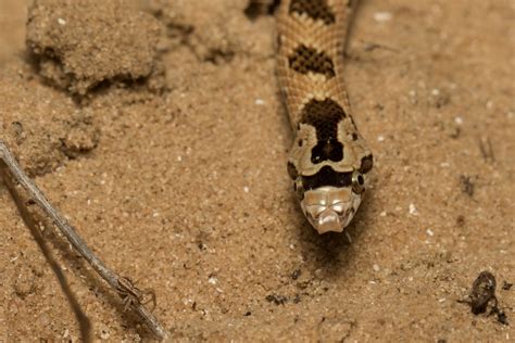 Awl headed Snake Lytorhynchus diadema נחש חולות Coastal Flickr