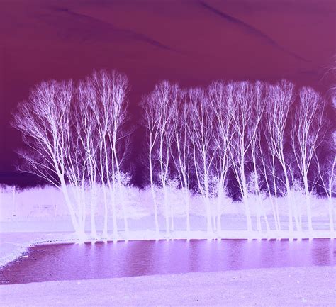 Winter Trees Photograph By Bruce Bendinger Fine Art America