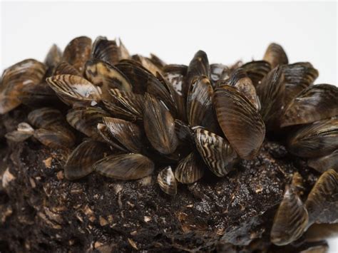 Invasive Zebra Mussels Found In Wright County Lake Officials St