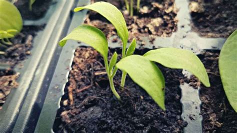 Eggplant Growing Stages Just Pure Gardening December