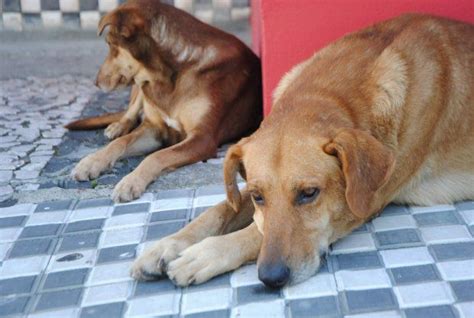 Registro De Boletins De Ocorr Ncia De Maus Tratos Contra Animais Podem