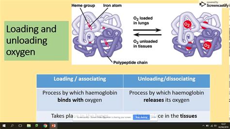 334 Haemoglobin Structure Aqa A Level Biology Youtube