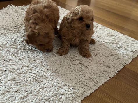 Maltipoo talie mică Bucuresti Sectorul 1 OLX ro