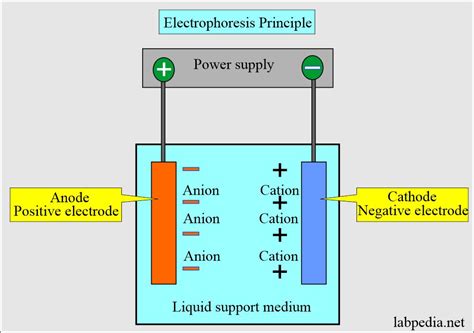 Serum Protein Electrophoresis, Total protein, albumin and globulin ...