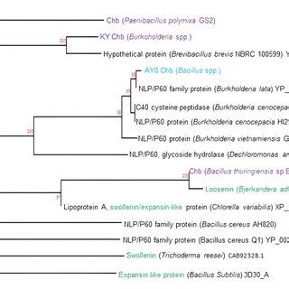 Phylogenetic Relationships Of Bacillus Sp Strain AY8 Cms Enzyme Blue