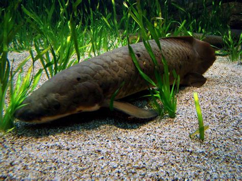 Animal 4you A Desert Fish Called Lungfish