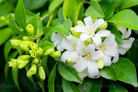 White flower of Andaman satinwood, Chanese box tree, Cosmetic bark tree ...