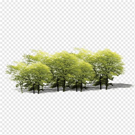 Planta Arbol Bosque Hojas Planta Rbol Bosque Png Pngwing