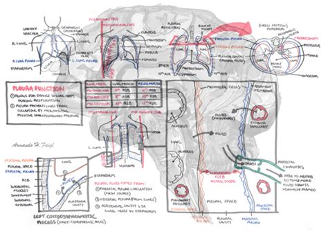 clinical anatomy pleura armando hasudungan