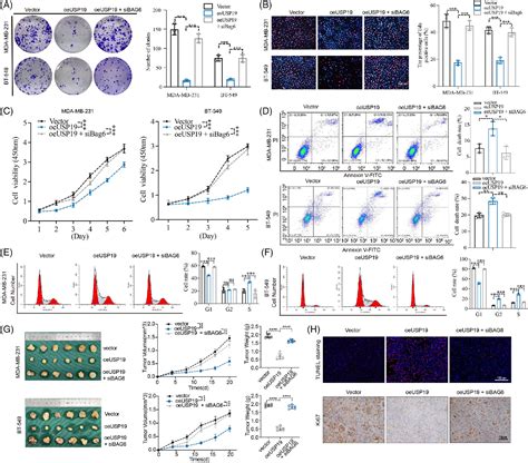 Figure From Deubiquitinase Usp Modulates Apoptotic Calcium Release