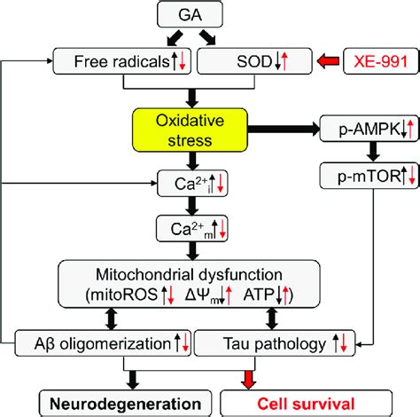 Working Hypothesis Showing 1 How Oxidative Stress May Represent The