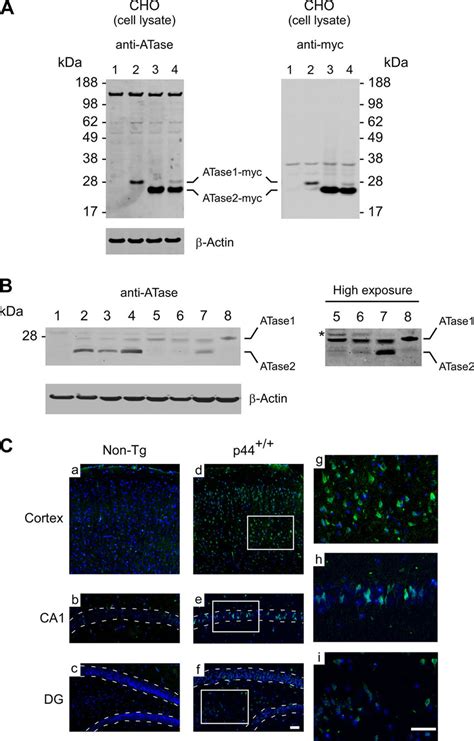 ATase1 And ATase2 Are Expressed In Neurons A Western Blot Assessment