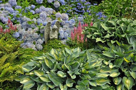 Hosta Companion Plants What To Plant With Hostas Gardening From