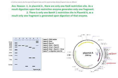 Solved You Find Out That The Mystery Plasmid Is One Of Two Shown