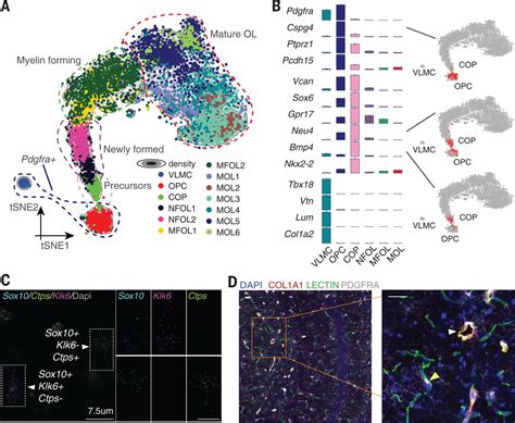 Oligodendrocyte Heterogeneity In The Mouse Juvenile And Adult Central