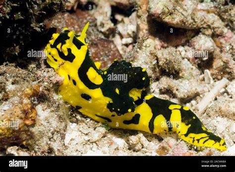 Nudibranch Notodoris Gardineri Nudibranquios Son Shell Menos