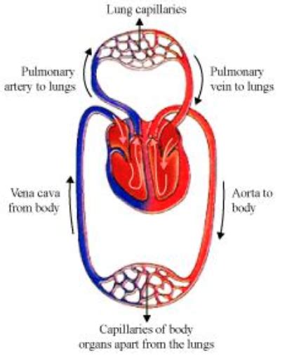 Describe Double Circulation In Human Beingswhy Is It Necessary