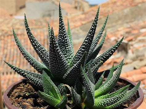 Haworthiopsis Attenuata Var Radula Hankey Dwarf Aloe World Of