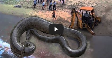 OMG!! The biggest giant anaconda found in coast area in 2015 (SEE VIDEO ...