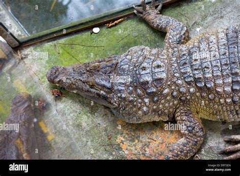 Crocodile In The Manila Ocean Park Philippines Stock Photo Alamy